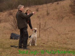 Hundetræning forår 2017